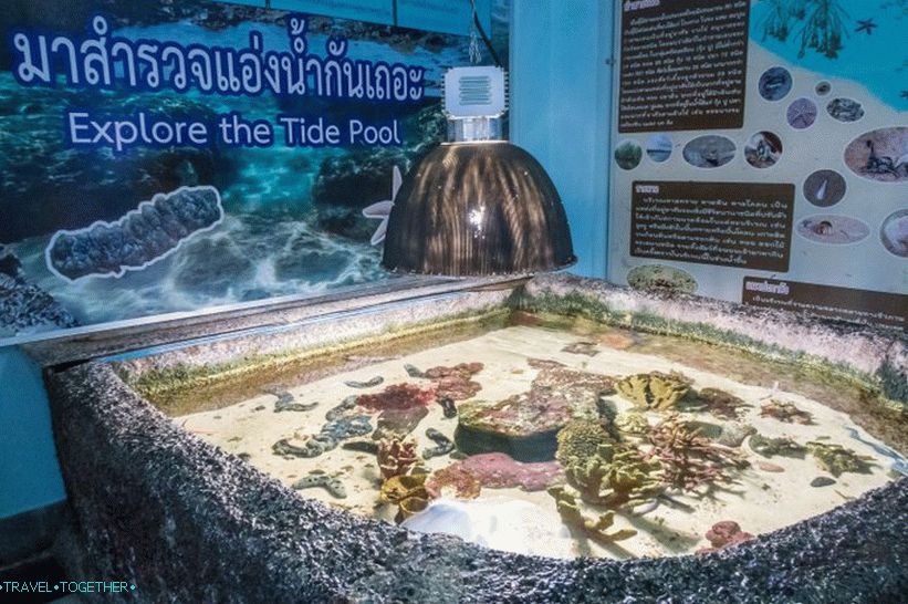 You can touch the sea stars near the entrance