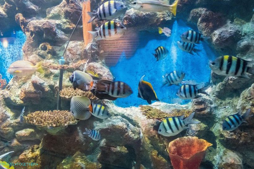 Phuket Oceanarium - which is rather a dull aquarium