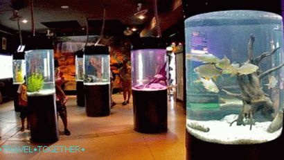 Phuket Aquarium