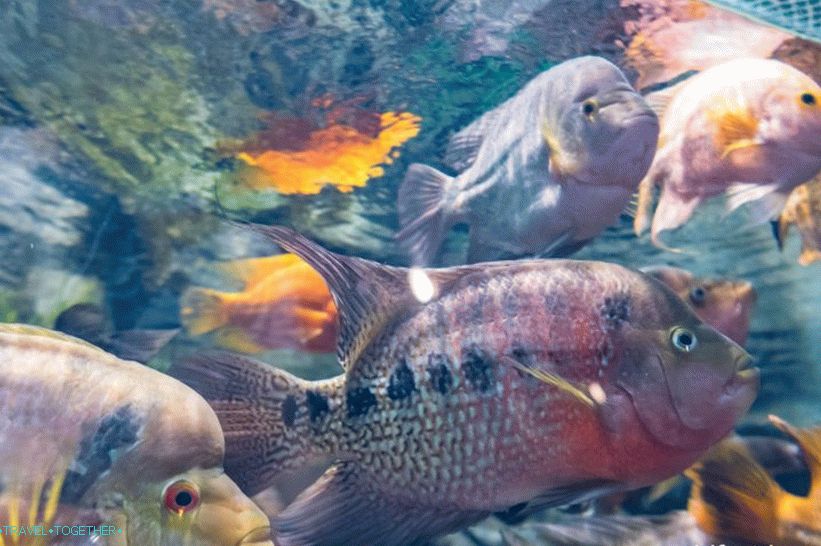 Oceanarium in Adler - surprisingly delight and shock