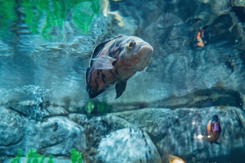 Oceanarium in Adler - surprisingly delight and shock