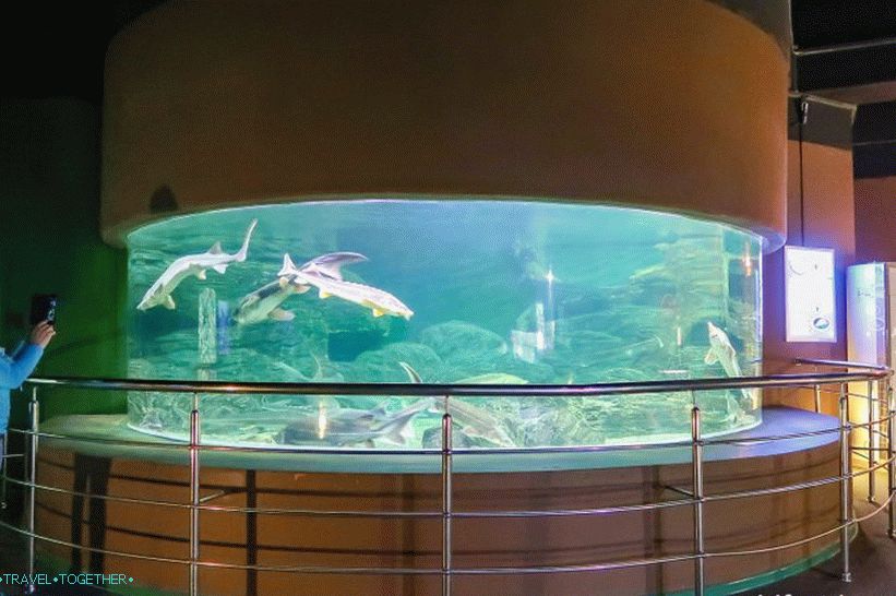 Oceanarium in Adler - surprisingly delight and shock