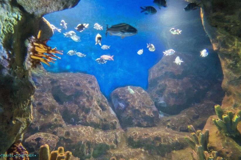 Oceanarium in Adler - surprisingly delight and shock