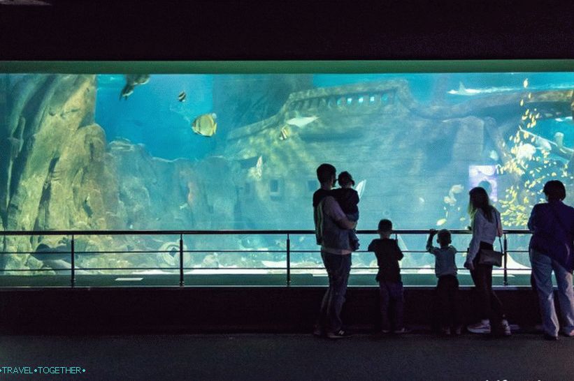 Oceanarium in Adler - surprisingly delight and shock