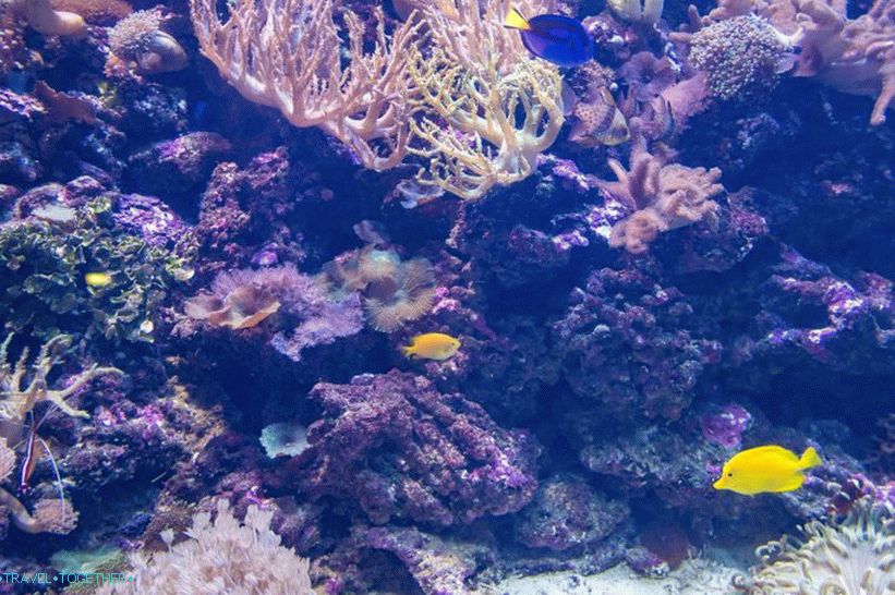 Oceanarium in Adler - surprisingly delight and shock