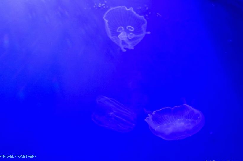 Oceanarium in Adler - surprisingly delight and shock