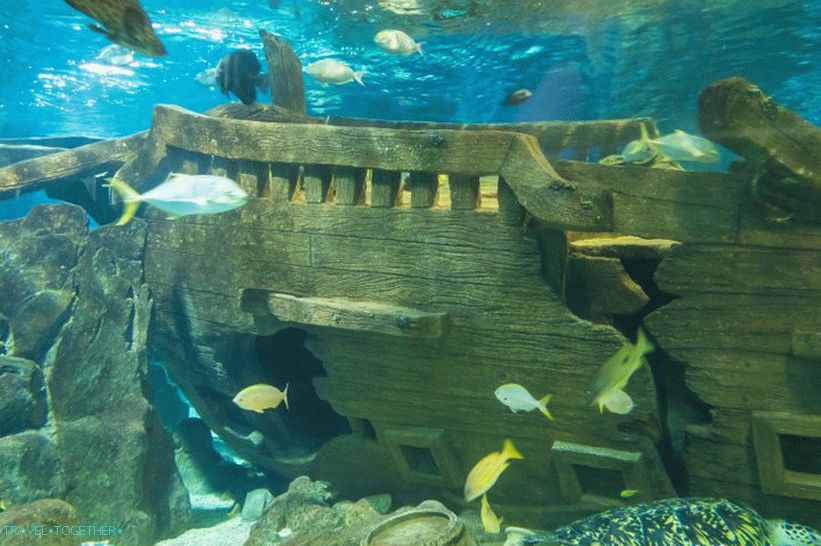 Oceanarium in Adler - surprisingly delight and shock