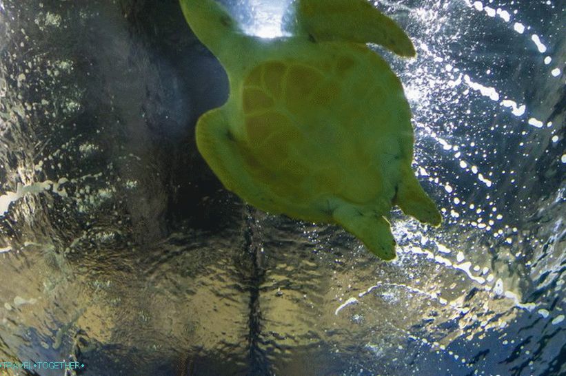 Oceanarium in Adler - surprisingly delight and shock