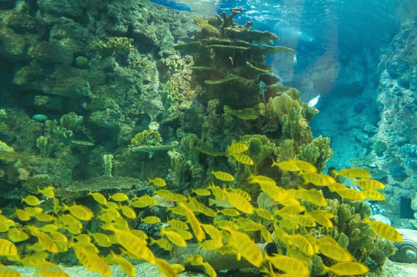 Oceanarium in Adler - surprisingly delight and shock