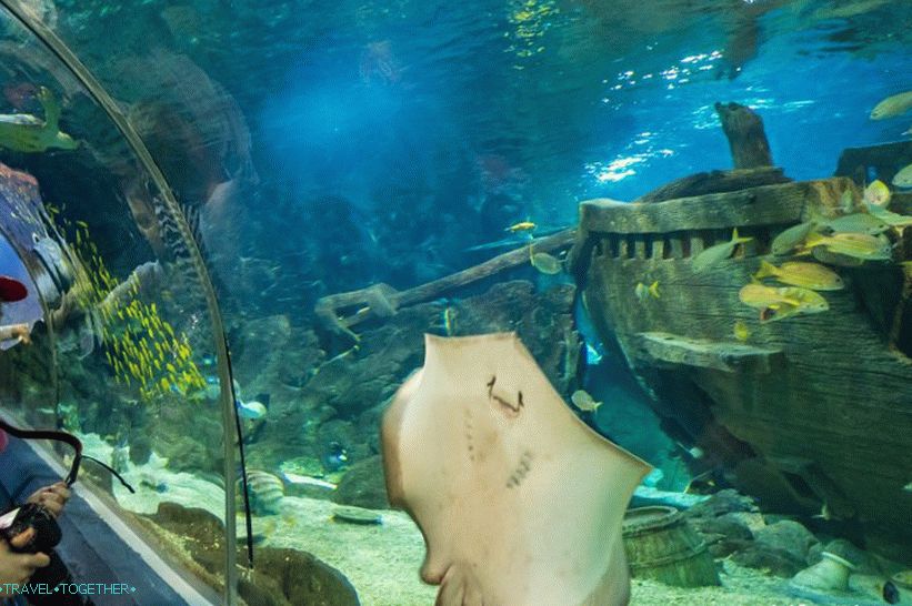 Oceanarium in Adler - surprisingly delight and shock