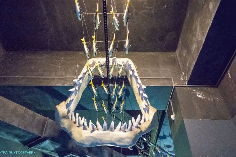 Oceanarium in Adler - surprisingly delight and shock