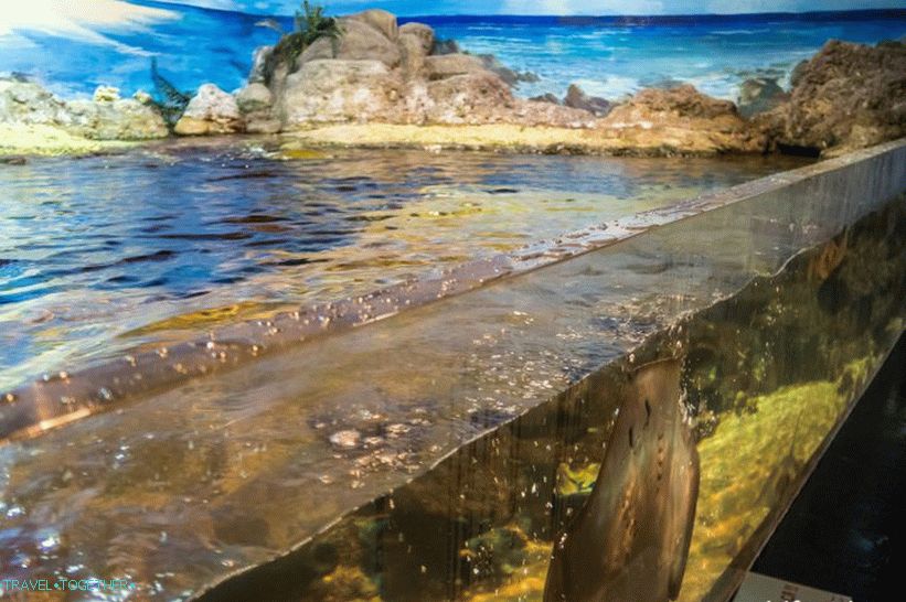 Oceanarium in Adler - surprisingly delight and shock