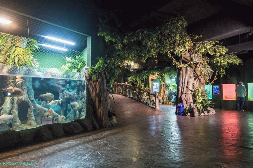 Oceanarium in Adler - surprisingly delight and shock