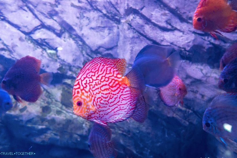 Oceanarium in Adler - surprisingly delight and shock