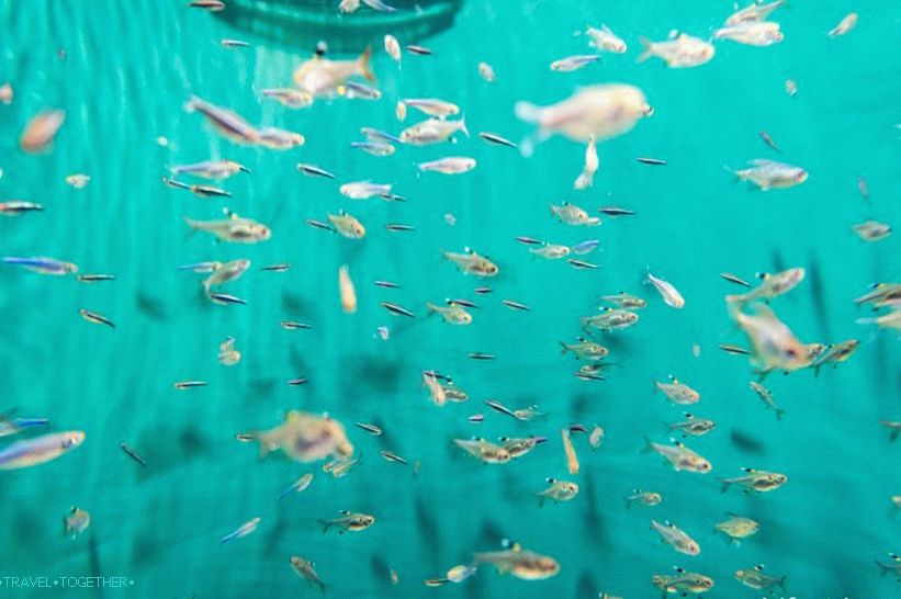 Oceanarium in Adler - surprisingly delight and shock