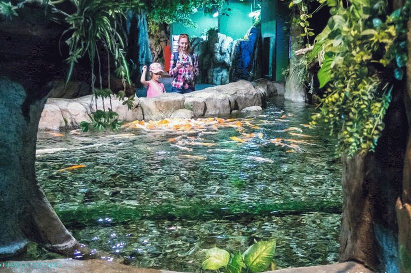 Oceanarium in Adler - surprisingly delight and shock