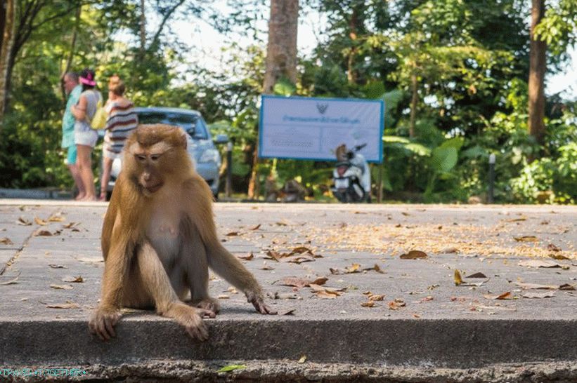 Dangerous Monkey Mountain in Phuket - Monkey Hill (Monkey Hill)