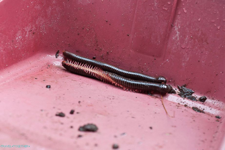 Unpleasant centipedes, live where it is damp, crawling through the cracks