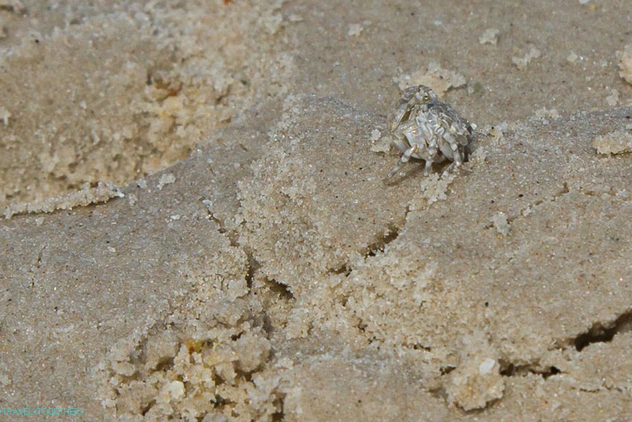 Small crayfish live on most beaches