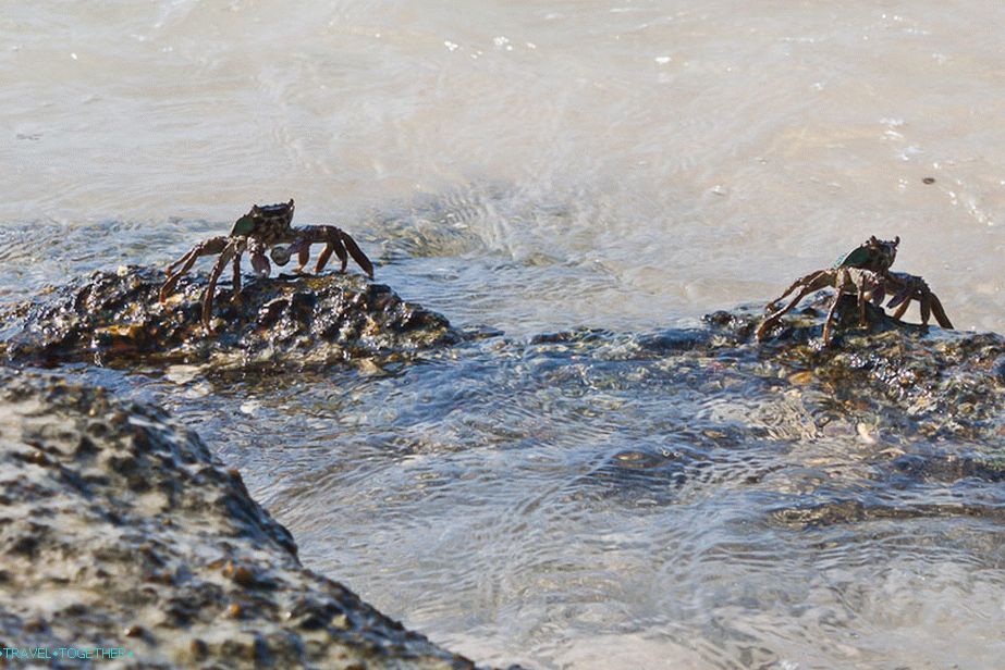 Crabs are permanent residents of beach stones
