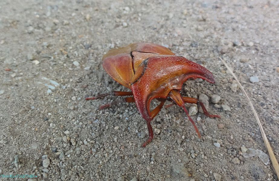 Some kind of beetle met in the jungle