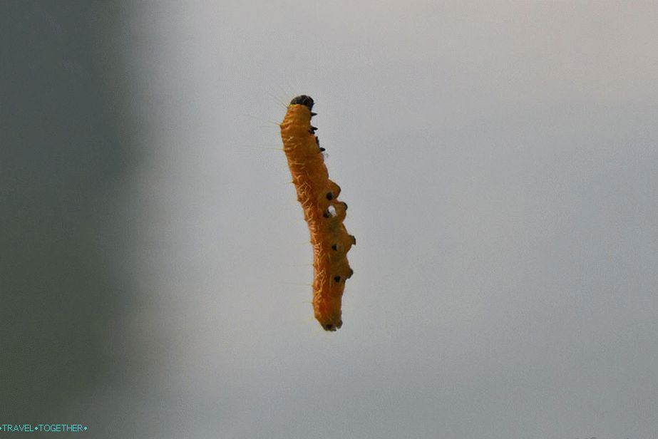 In the parks and in the forest there are caterpillars