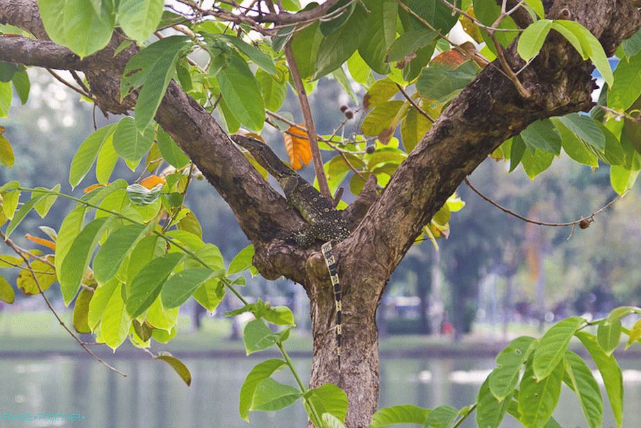 In Bangkok and near the rivers can be found monitor lizard