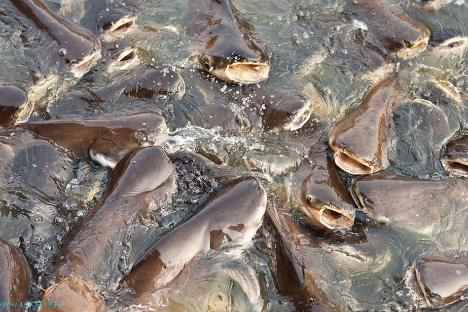 Soma in such numbers are found only in artificial ponds, for example, at temples