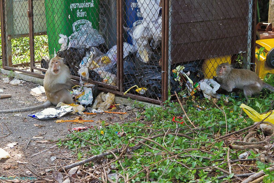 Monkeys are found on the islands and can take away your food