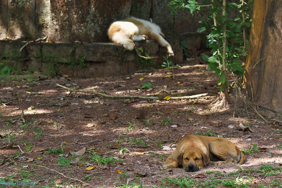 There are many dogs in Thailand, they sleep during the day, they bark at night