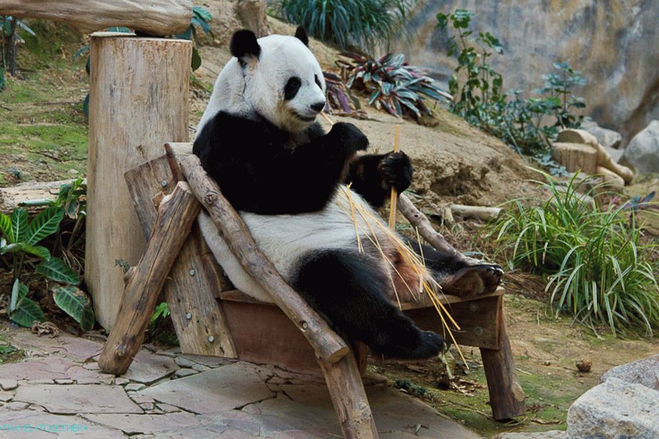 Pandas live only in zoos and do not walk the streets