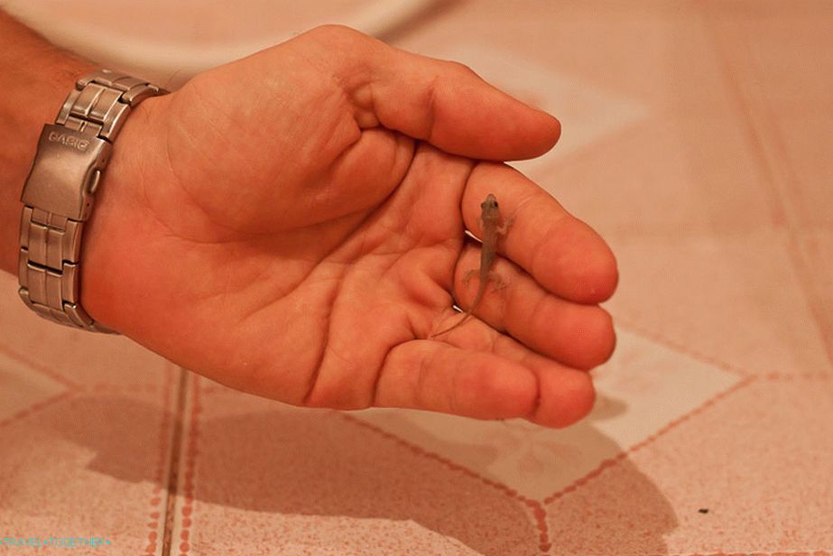 Gekon grabbed my arm, already started swallowing, but I ran away