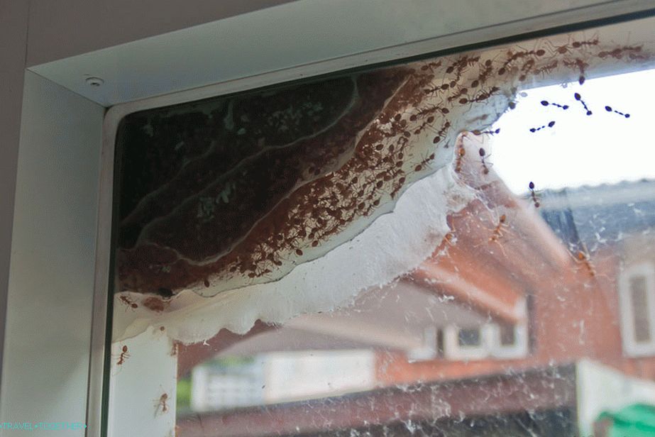 A whole colony of ants in one of our apartments