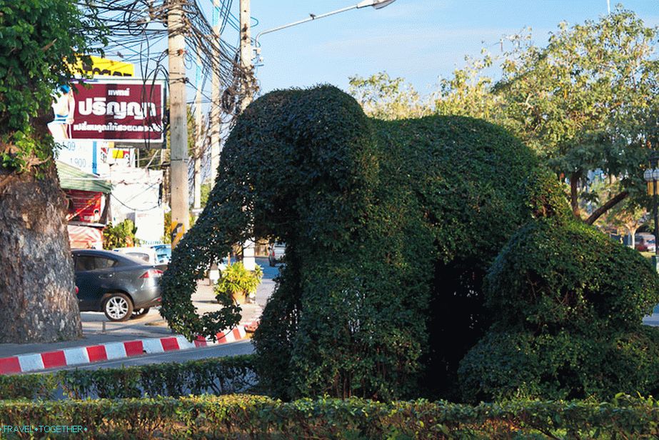 Plant Elephant