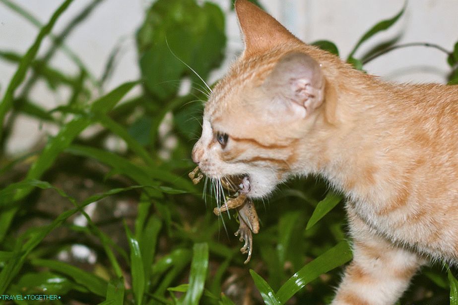 Our cat is eating a frog - French!