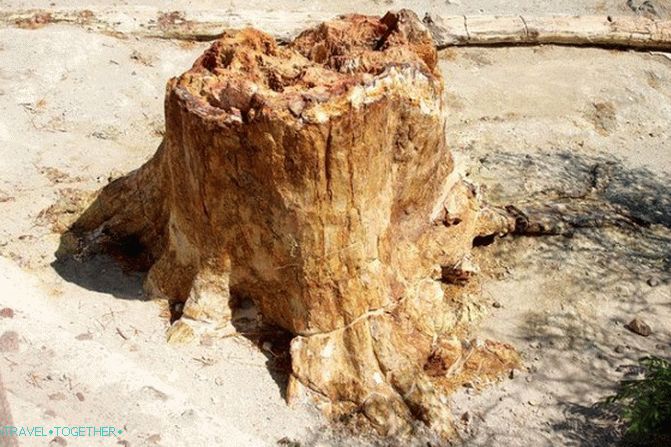 petrified forest on Lesbos