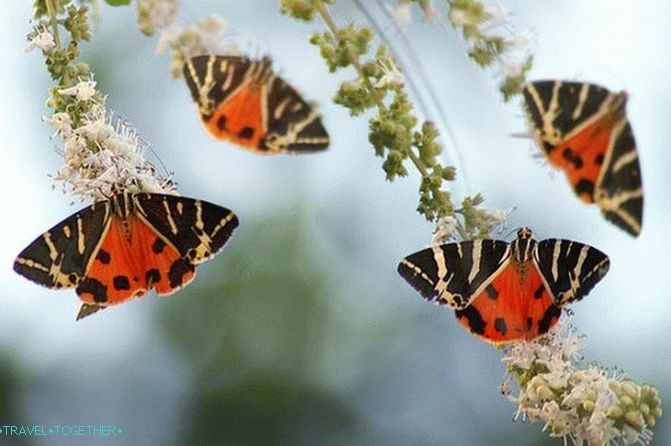 Valley of the Butterflies - a unique place