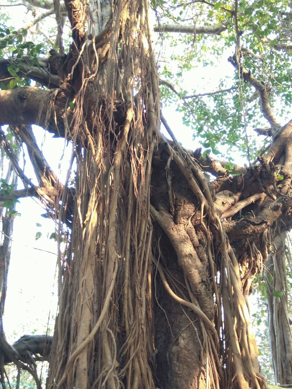 Banyan Tree (Goa)