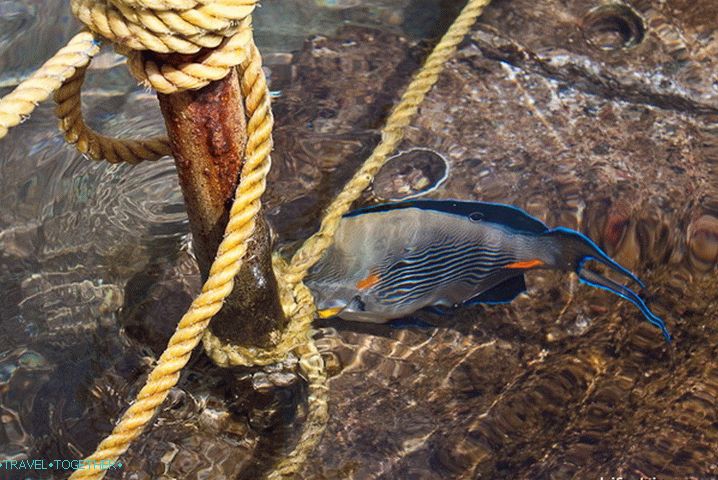 Rest in Sharm el-Sheikh. The Red Sea.