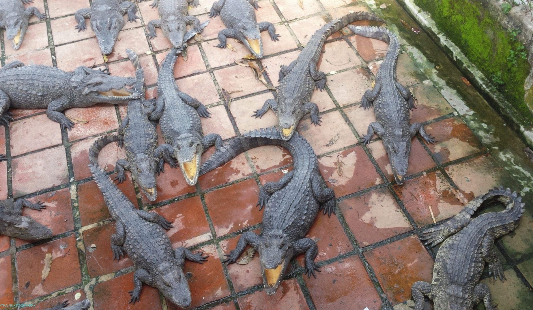 Crocodiles in Vietnam