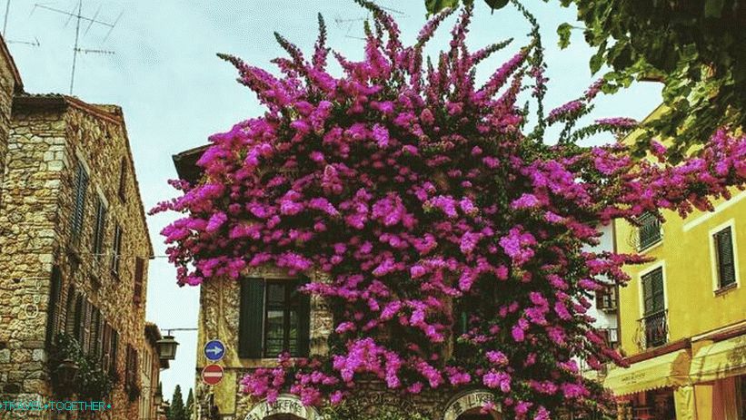 The flowering streets of Sirmione
