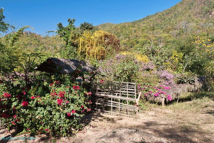 Around flowers, creepers and other vegetation