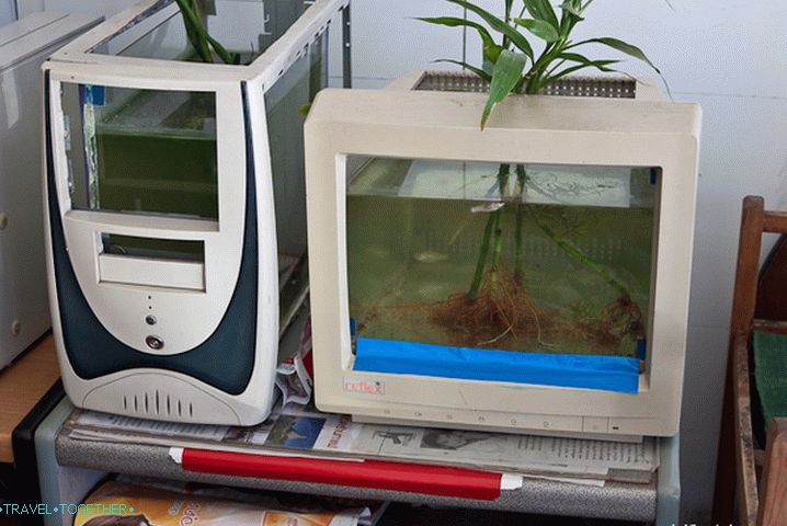 Walking Street in Pai