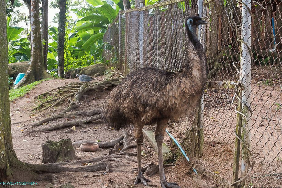Alert Ostrich