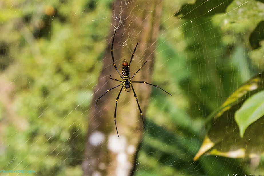 There are big spiders in the jungle