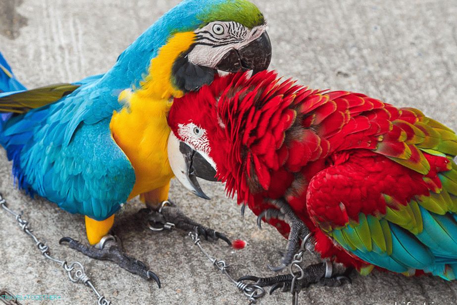 Honey, scratch me by the ear