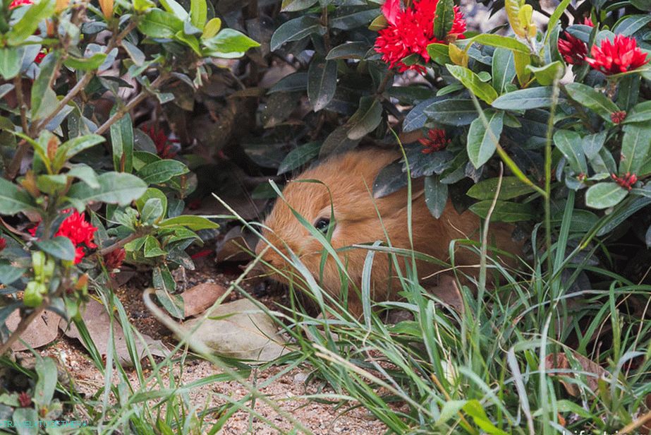 Where is the rabbit? No, not seen.