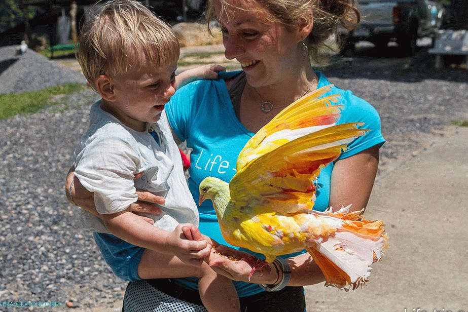 A pigeon with wings is fun.