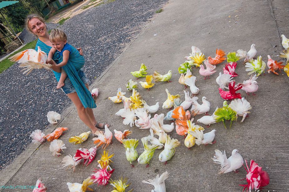 Kingdom of painted pigeons