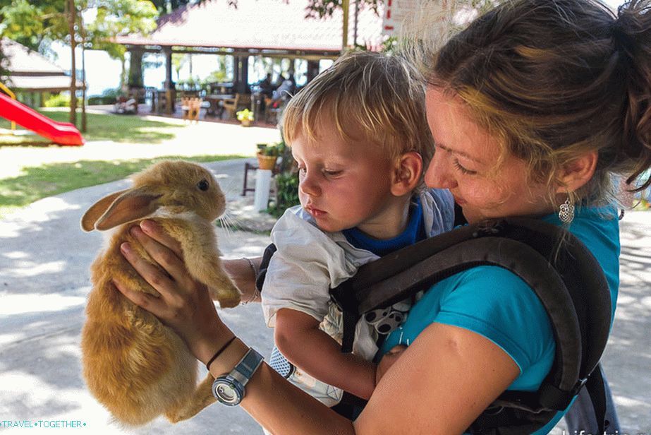 Rabbit is also a terrible beast